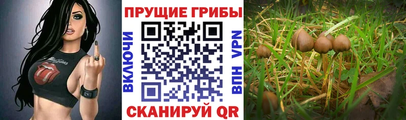 Псилоцибиновые грибы Psilocybine cubensis  Тавда 